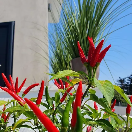 Olea Luxury Аспровальта