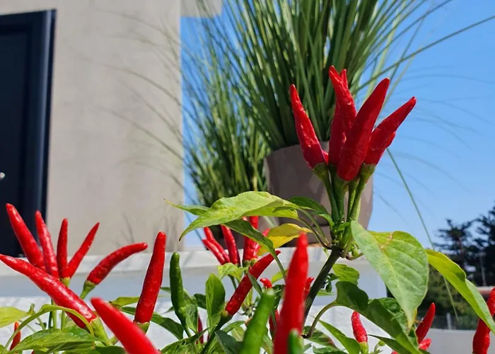 Olea Luxury Asprovalta